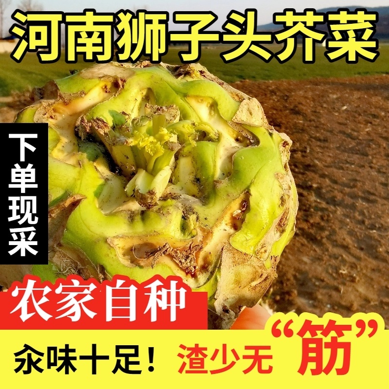 登封狮子头芥菜地理标志产品