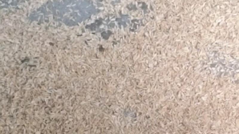 稻壳压缩稻壳品质保障厂家直发欢迎咨询