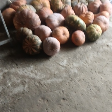 自己家地里种的倭瓜