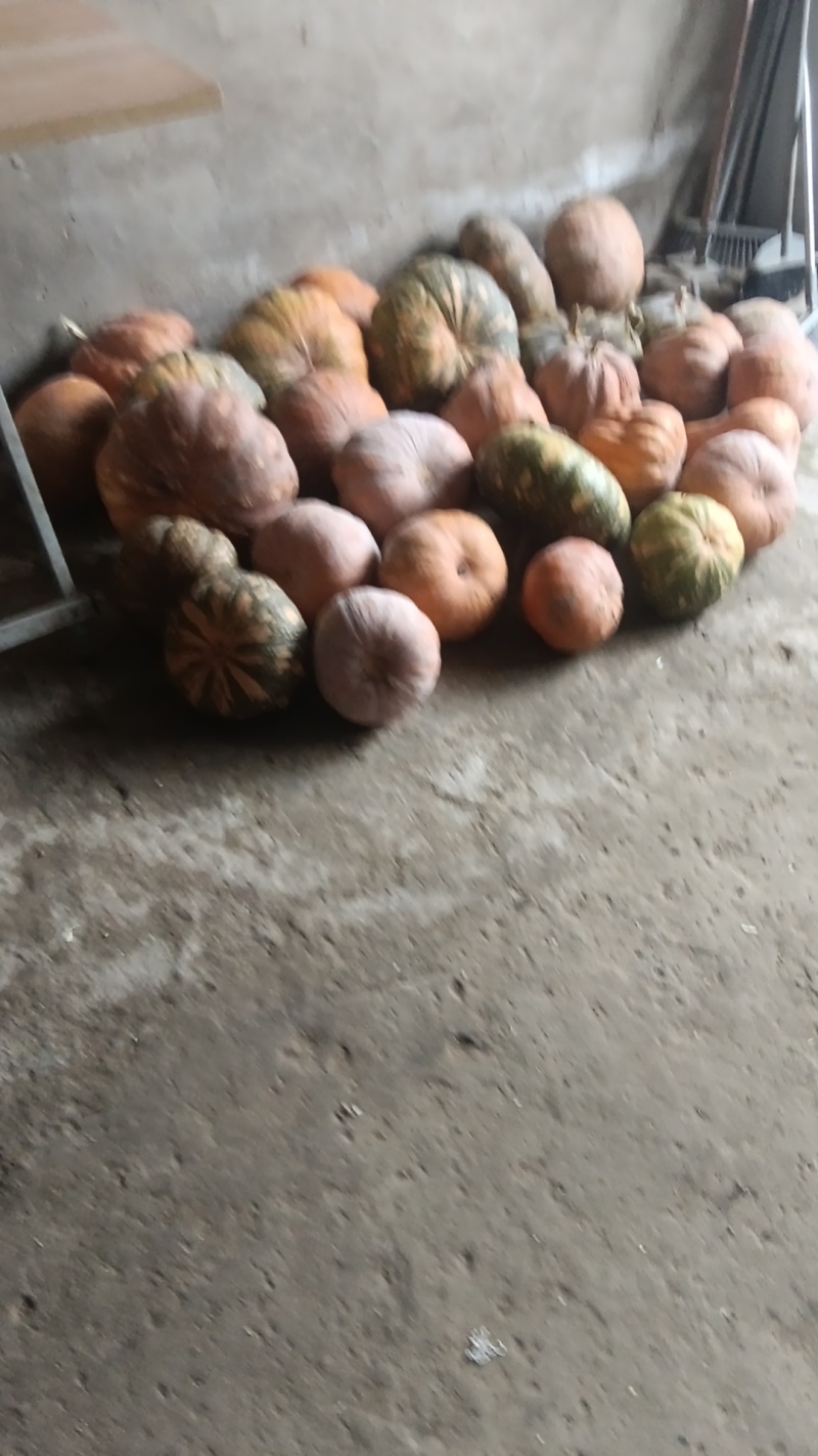 自己家地里种的倭瓜