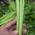 安徽精品西芹大量上市，保质保量，一手货源。