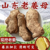 山东老姜母现挖老姜姜丝密集产地直发辛辣十足保质保量
