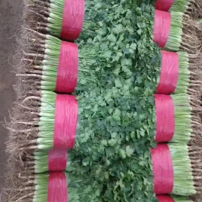 东昌府区铁杆香菜，山东香菜产地直供大量有货对接全国