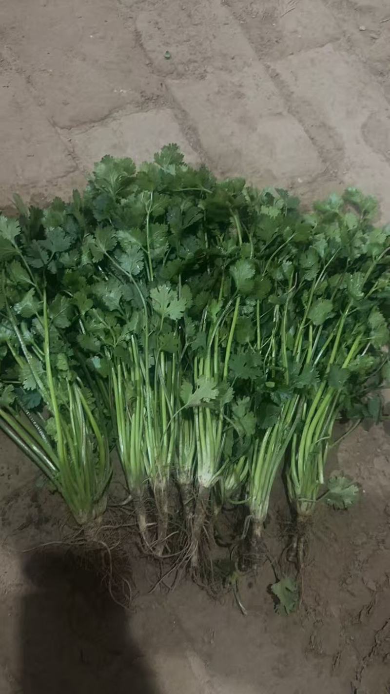 东昌府区铁杆香菜，山东香菜产地直供大量有货对接全国