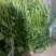 东昌府区铁杆香菜，山东香菜产地直供大量有货对接全国