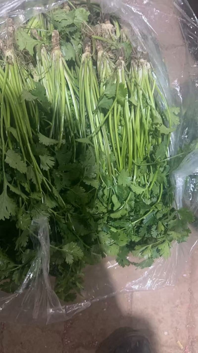 东昌府区铁杆香菜，山东香菜产地直供大量有货对接全国