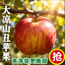 四川凉山冰糖心丑苹果/产地直发质量保证欢迎采购