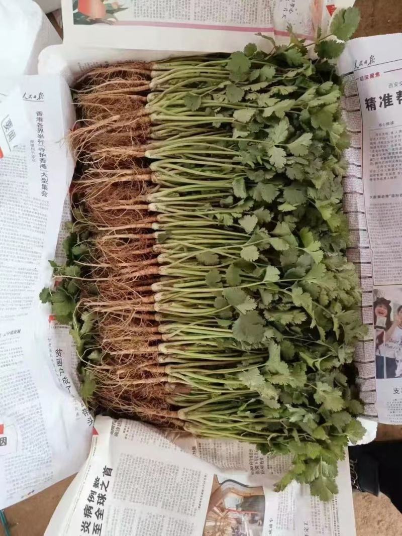山东香菜，铁杆香菜产地直供品质保证诚信经营，全国发货