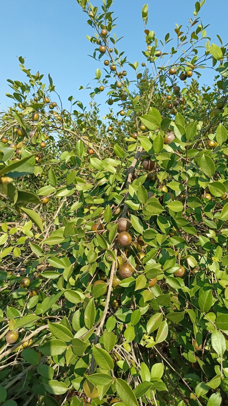 山茶油种植户，纯原生态，无过滤的山茶油，需要联系