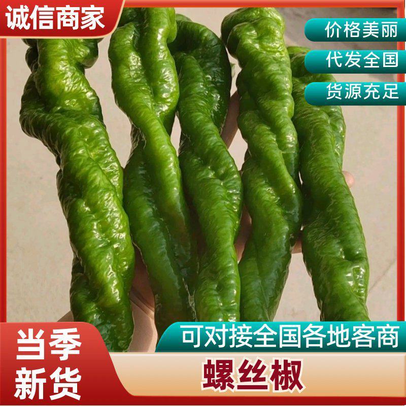 山东螺丝椒产区，暖棚头茬大量上市，货量充足精品市场电商