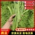山东精品扁豆，电商货，市场货芸豆大量供应质量三包，刀豆