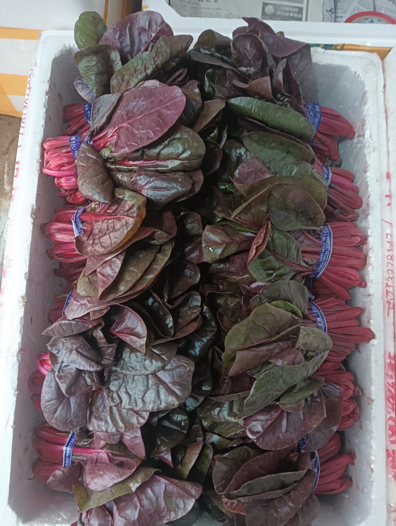 紫菠菜，红菠菜，甜菜