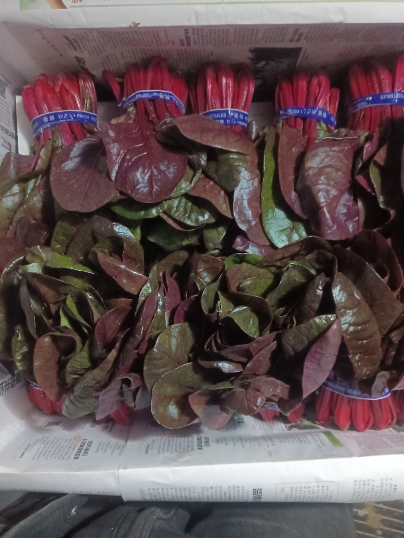 紫菠菜，红菠菜，甜菜