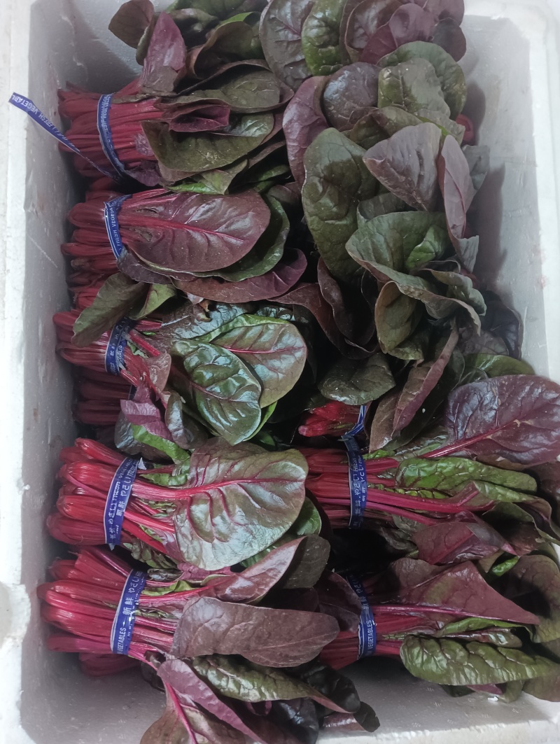 紫菠菜，红菠菜，甜菜