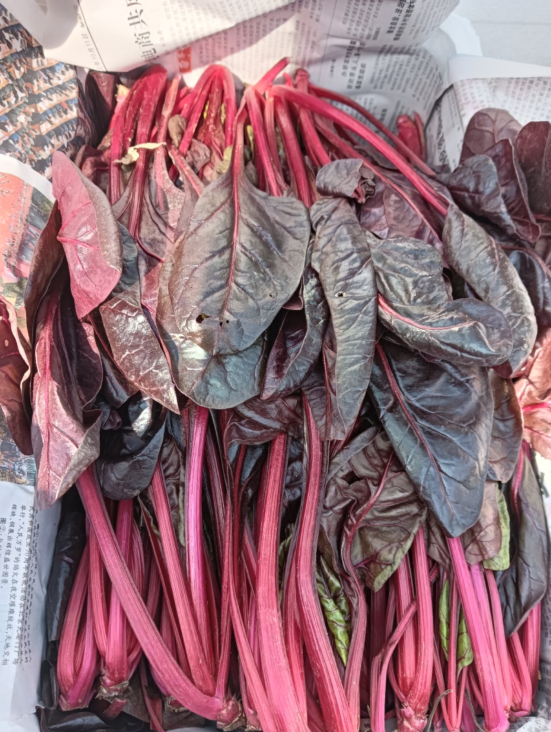 紫菠菜，红菠菜，甜菜