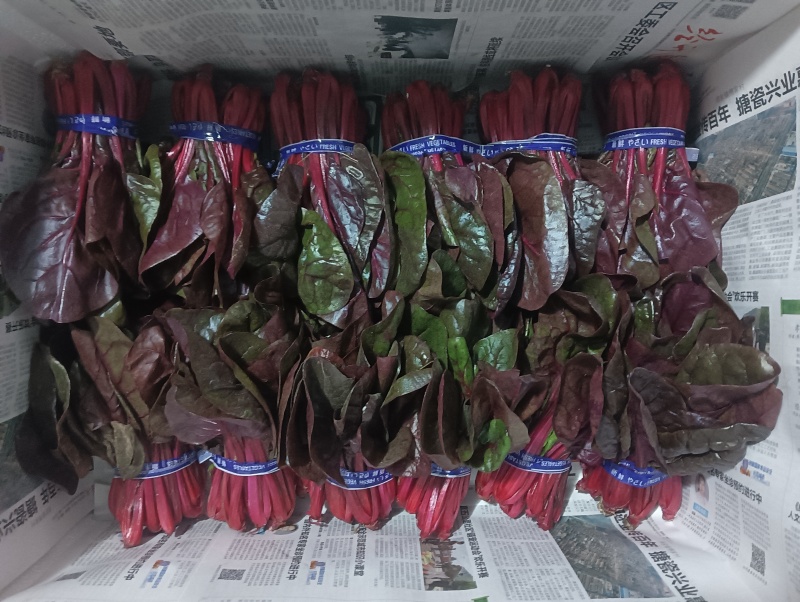 紫菠菜，红菠菜，甜菜