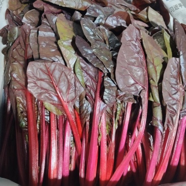 紫菠菜，红菠菜，甜菜