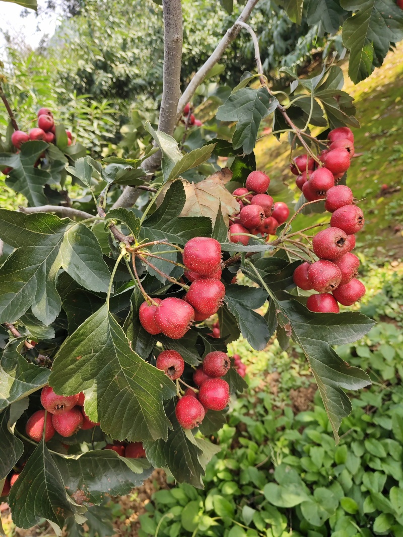 河北遵化山地山楂，果色好，硬度好，甜酸口感