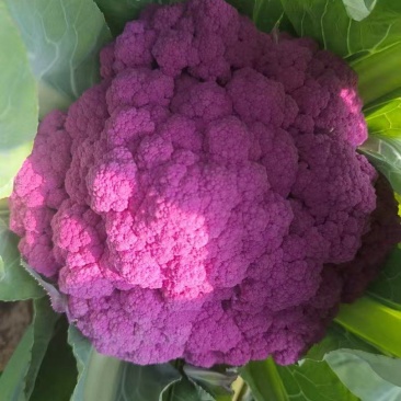 精品紫花菜，紫菜花，靓货