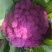 精品紫花菜，紫菜花，靓货
