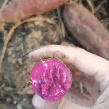 紫薯，量大精品
