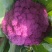精品紫花菜，紫菜花，靓货