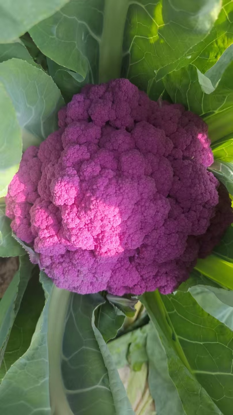 精品紫花菜，紫菜花，靓货