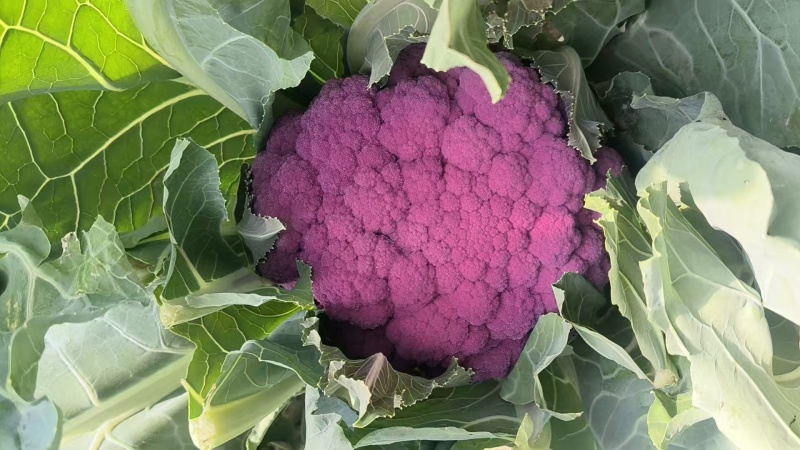 精品紫花菜，紫菜花，靓货