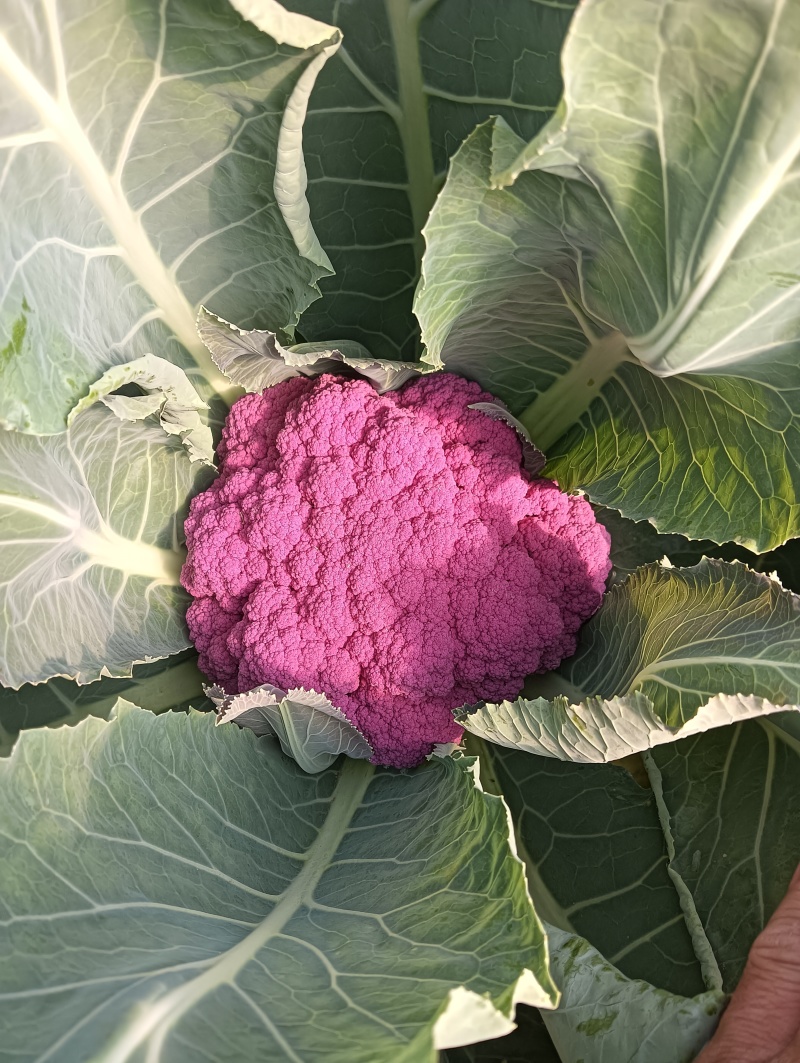 精品紫花菜，紫菜花，靓货