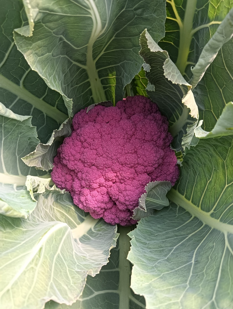 精品紫花菜，紫菜花，靓货