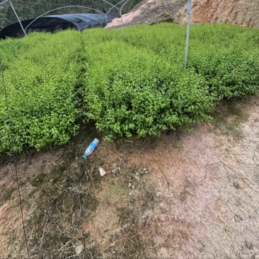 岗梅杯苗