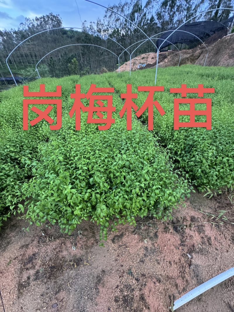 岗梅杯苗