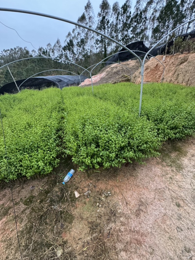 岗梅杯苗