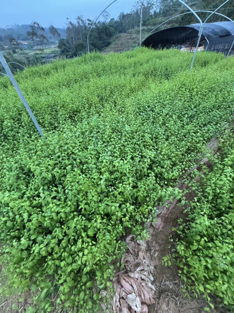 岗梅杯苗