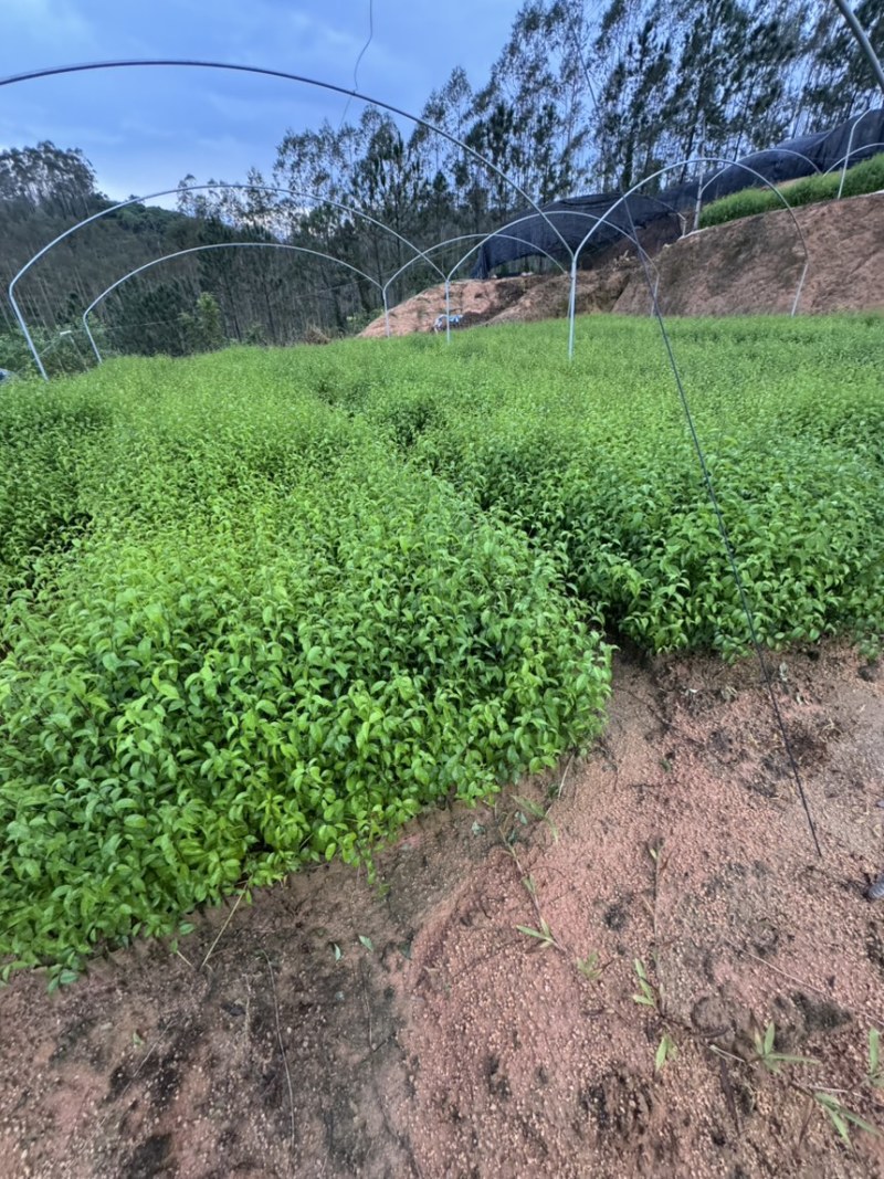 岗梅杯苗