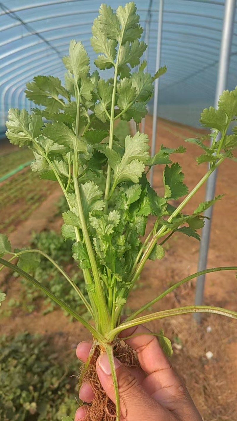 莱芜本地香菜质量杠杠滴有想法的老板联系
