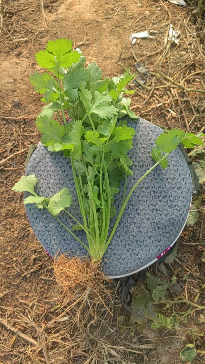 莱芜本地香菜质量杠杠滴有想法的老板联系