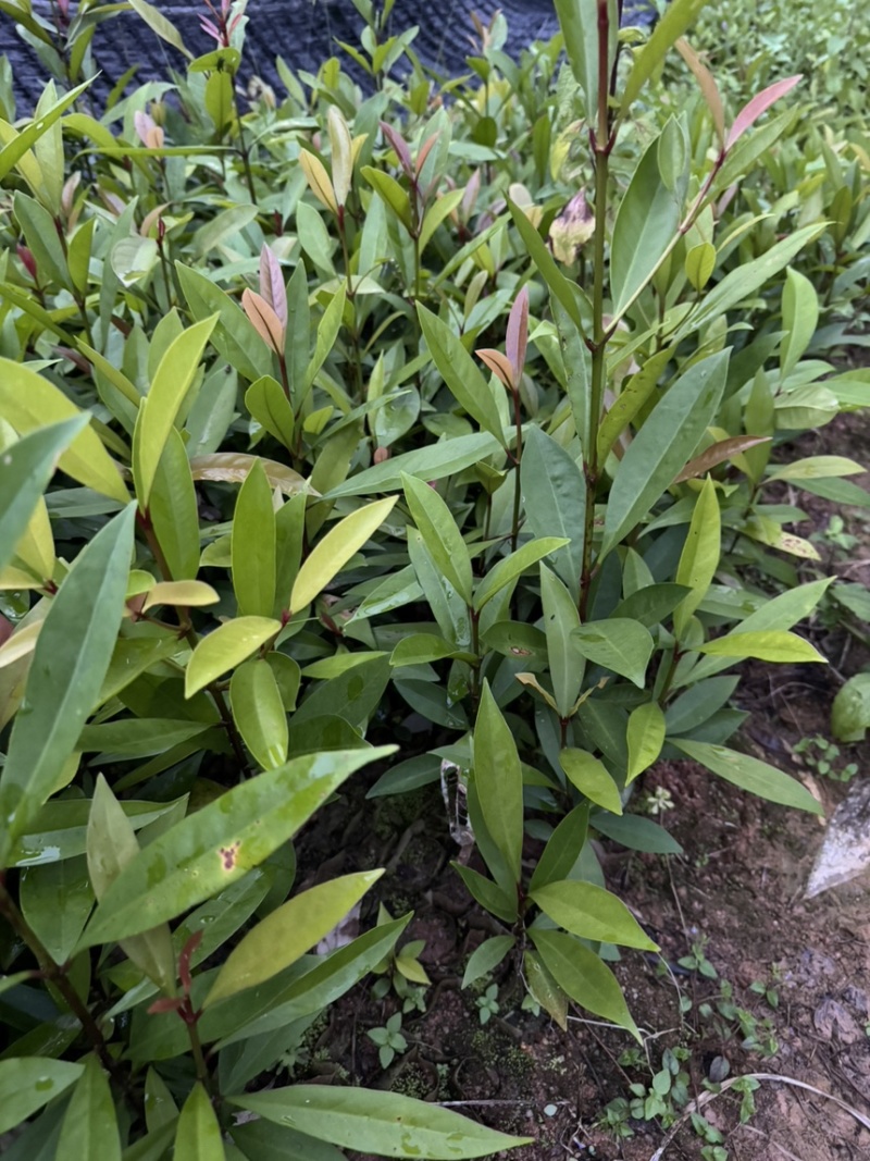 岭南山竹小杯苗