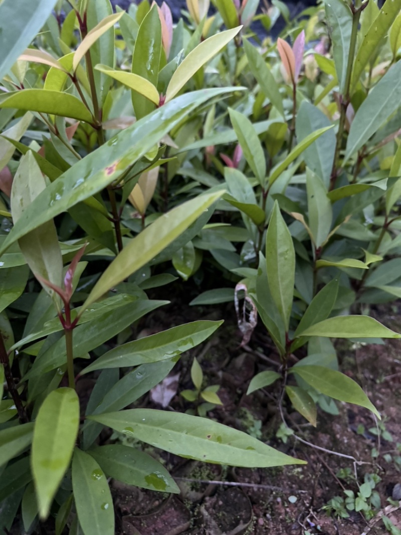 岭南山竹小杯苗