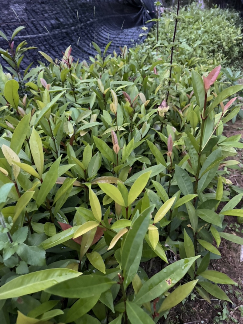 岭南山竹小杯苗
