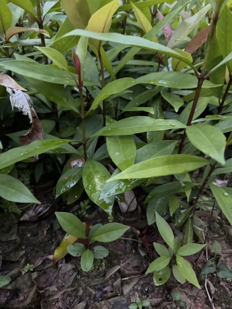 岭南山竹小杯苗