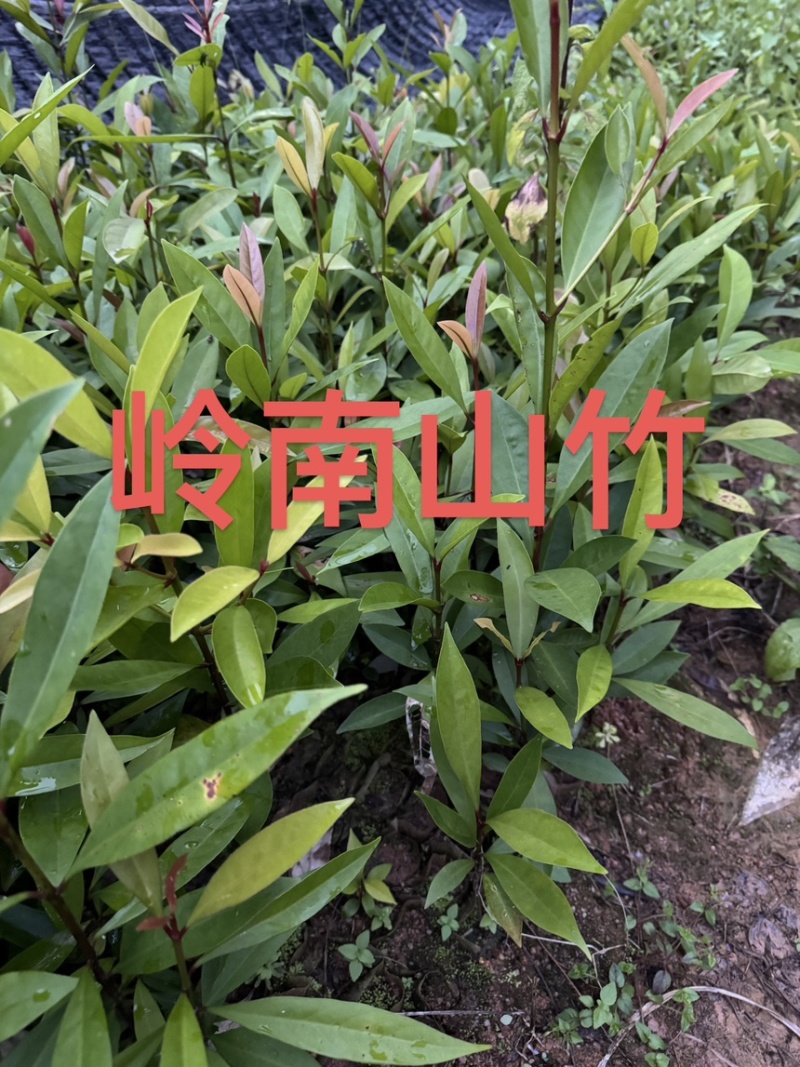 岭南山竹小杯苗