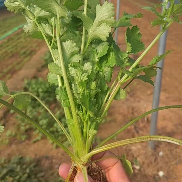 莱芜本地香菜质量杠杠滴有想法的老板联系