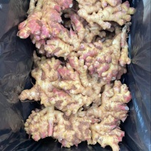 云南小黄姜，红土黄姜大量现货，辛辣味足，保质保证可发全国