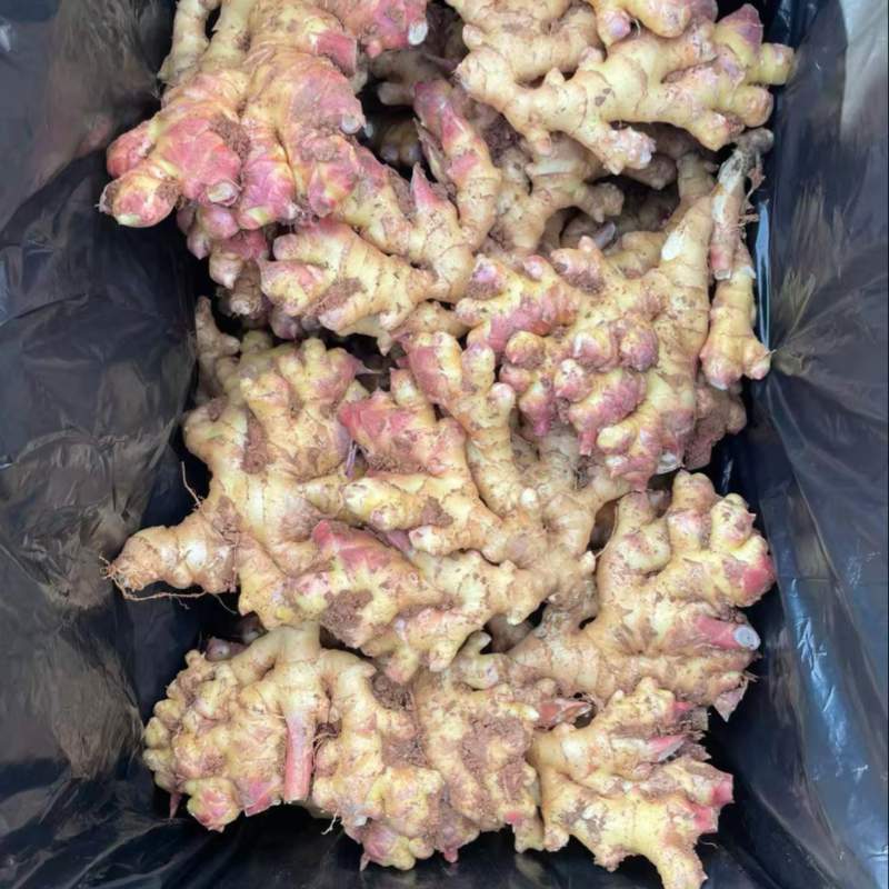 云南小黄姜，红土黄姜大量现货，辛辣味足，保质保证可发全国