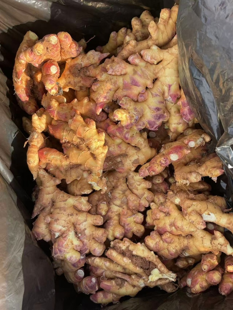 云南小黄姜，红土黄姜大量现货，辛辣味足，保质保证可发全国