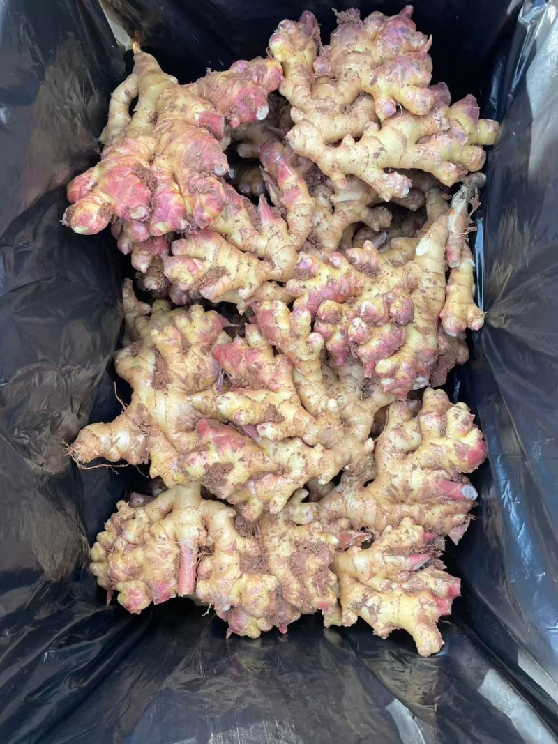 云南小黄姜，红土黄姜大量现货，辛辣味足，保质保证可发全国