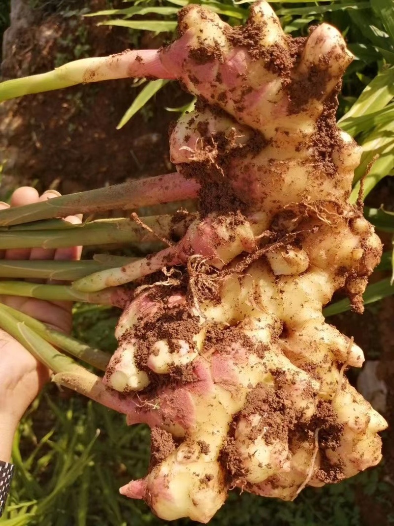 云南小黄姜，红土黄姜大量现货，辛辣味足，保质保证可发全国