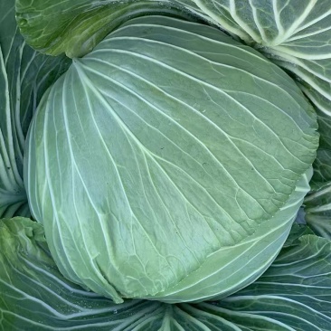 绿圆(莲花白)泡白菜，大量上市中，品相好，产地出货。