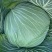 绿圆(莲花白)泡白菜，大量上市中，品相好，产地出货。